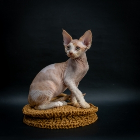 Harley - Devon Rex